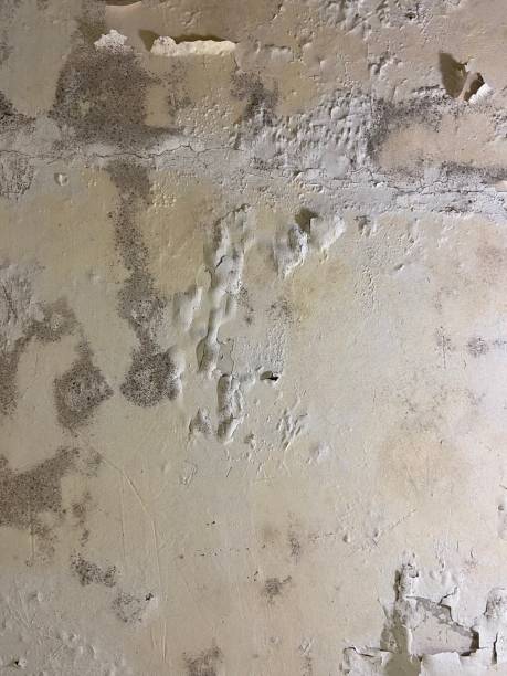 Best Local Mold Removal Service  in Lebanon, IN
