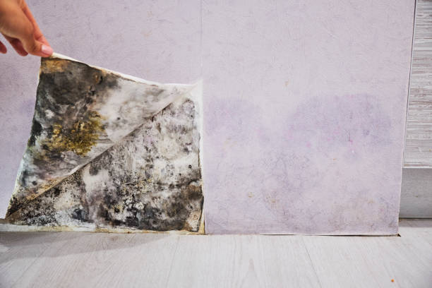Best Water Damage Restoration  in Lebanon, IN